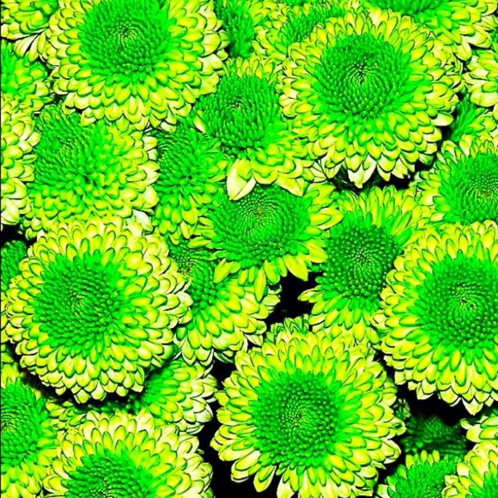 🌼💚🌼💚🌼💚🌼💚🌼💚🌼💚🌼💚🌼💚🌼 - Picture 5 of 12